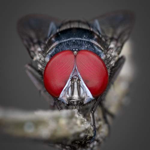 Фотография #12268141