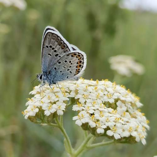 Photo #12268875