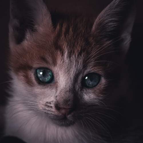 Photo #12268976