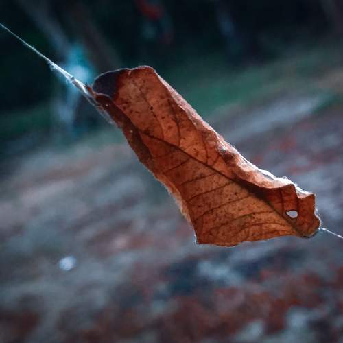 Photo #12270006