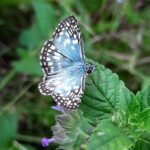 Pyrgus oileus (Linnaeus, 1767)