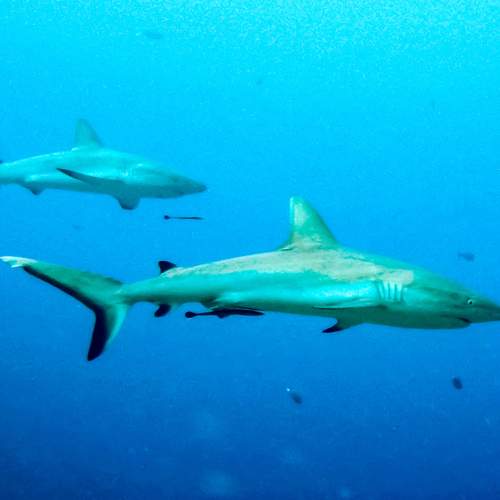 Photo #12270627