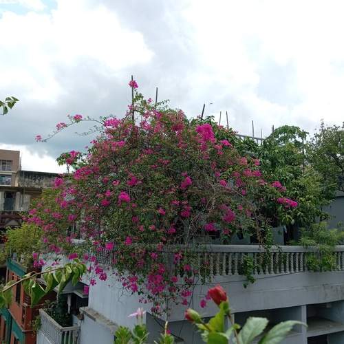 Photo #12270735