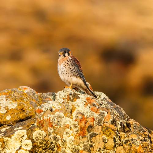 Sentinel of the Rocks