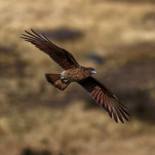 Carancho Cordillerano in Flight
