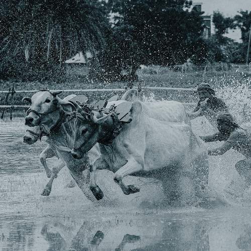 Photo #12275111
