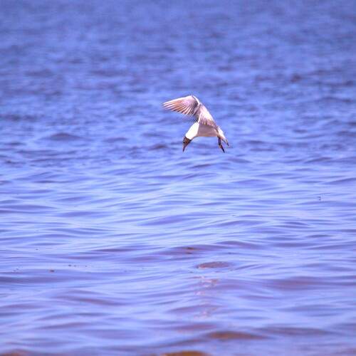 Чайка на рыбалке