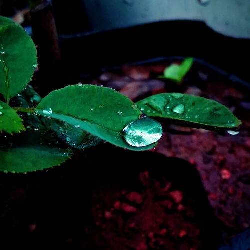 Nature\'s jewel