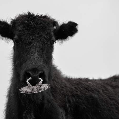 Photo #12279337