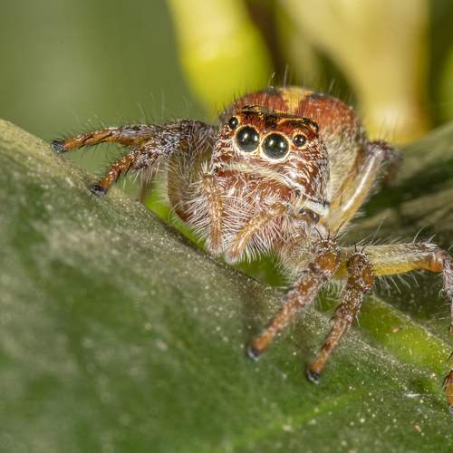 Araña saltarina