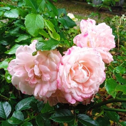 Photo #12280401
