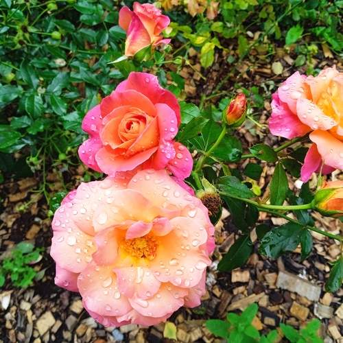 Photo #12280402