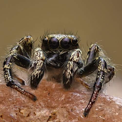 Photo #12280852
