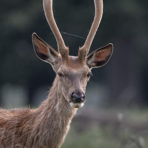 Photo #12283415