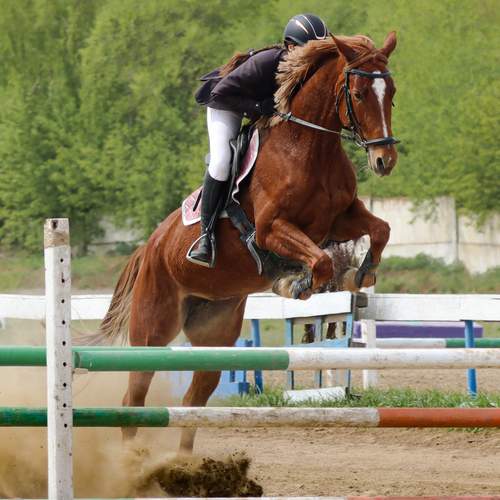 Photo #12283608