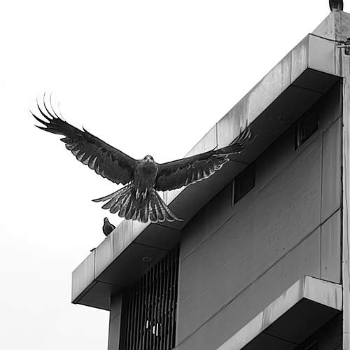 City raptor