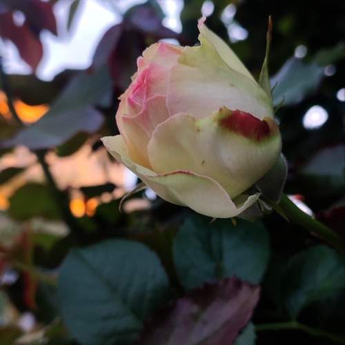 Photo #12286307