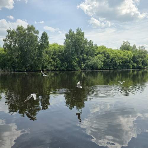 Чайки