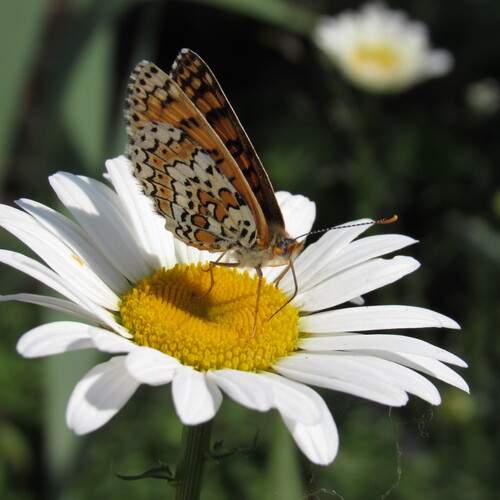 Photo #12286654