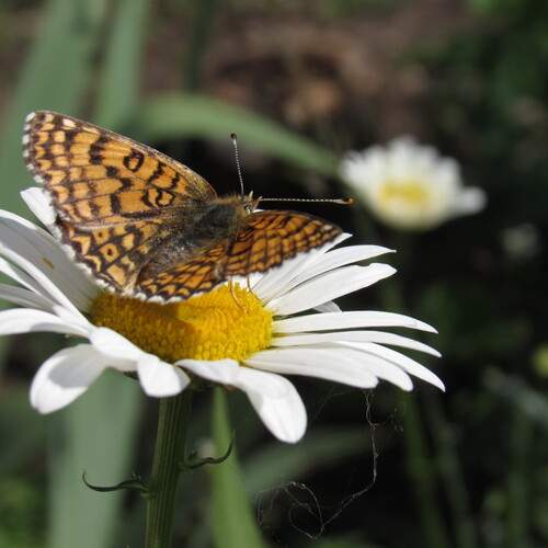 Photo #12286656
