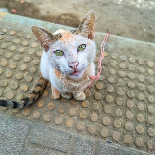 Photo #12286995
