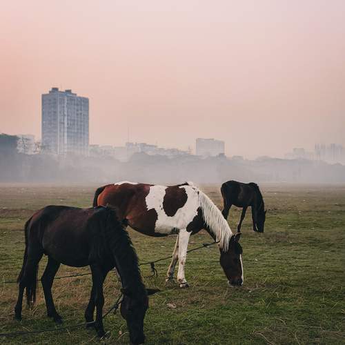 Photo #12287262