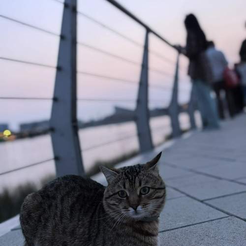Photo #12287653