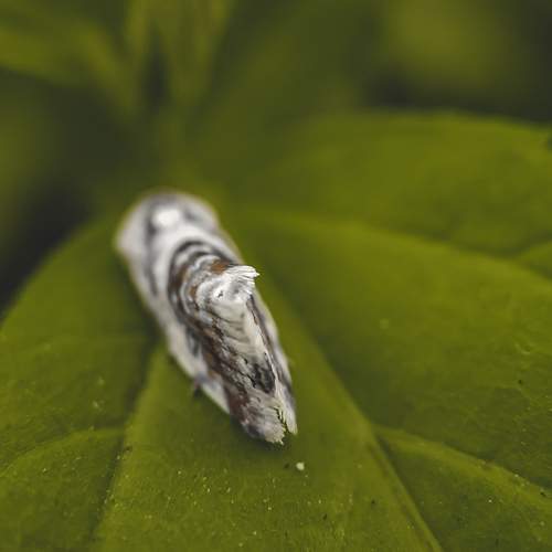 Photo #12287871