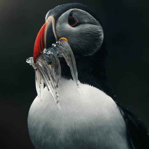 Фотография #12287917