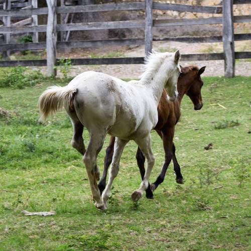 Cavalo correndo