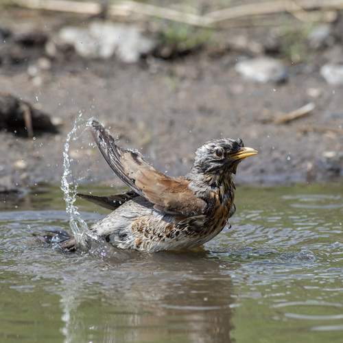 Photo #12289369