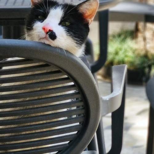 Photo #12289770