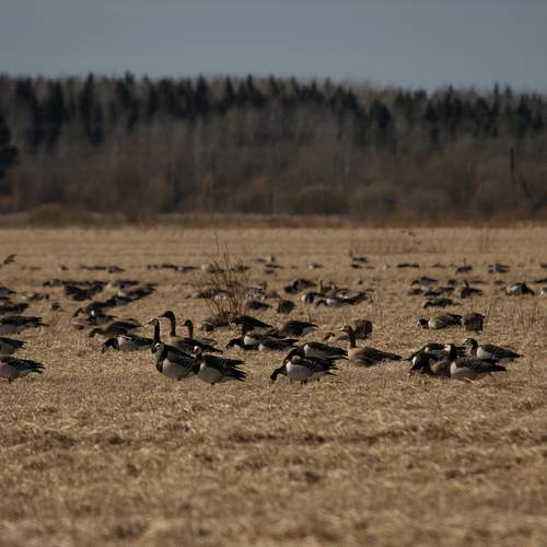 Фотография #12290315