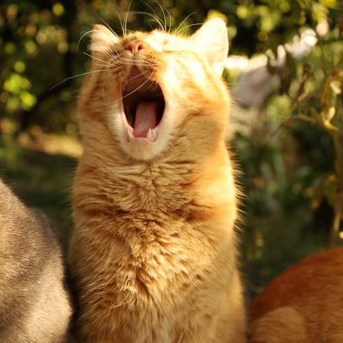 Photo #12290845