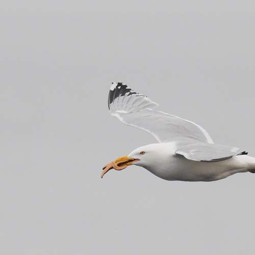 Photo #12292094