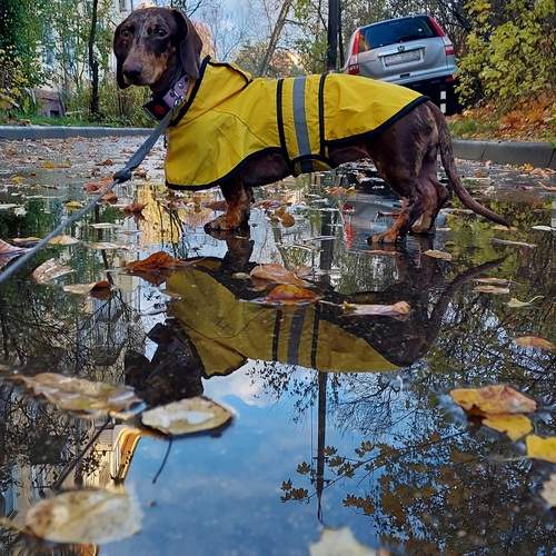 Photo #12292938