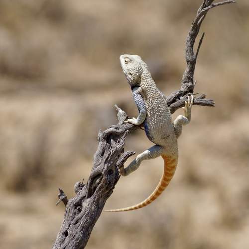 Photo #12293254