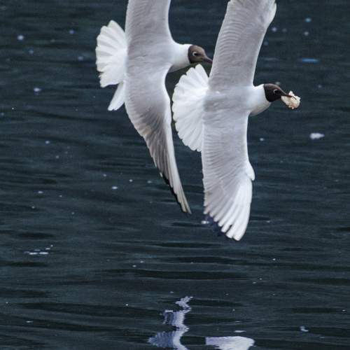 Photo #12293333