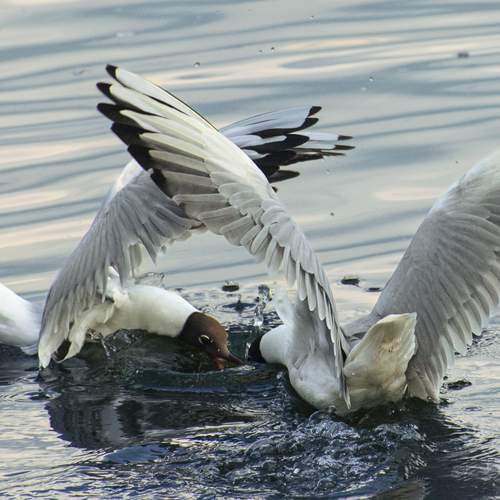 Photo #12293336