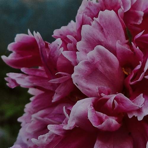 Photo #12293995
