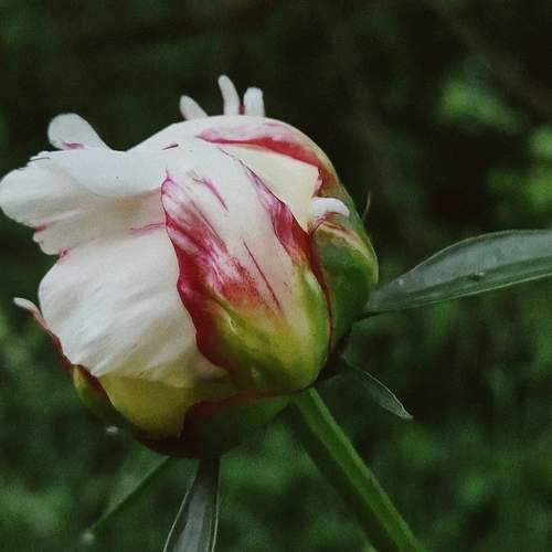 Photo #12294001