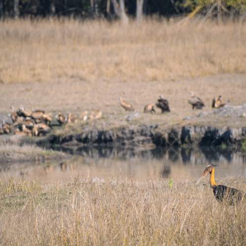 Photo #12294484