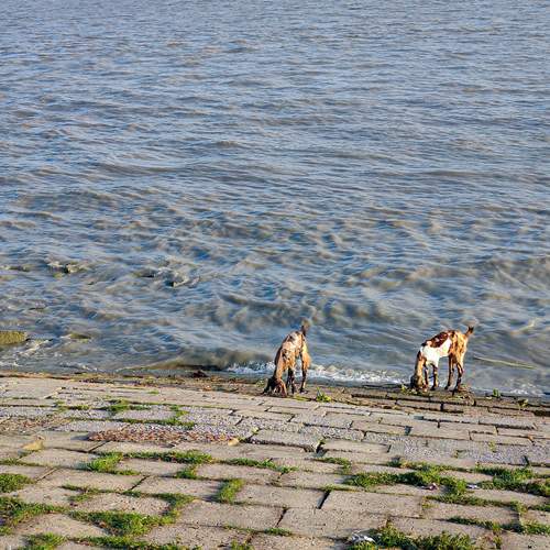 The goats and sea wave