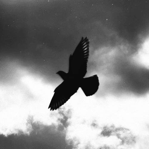 Photo #12295009