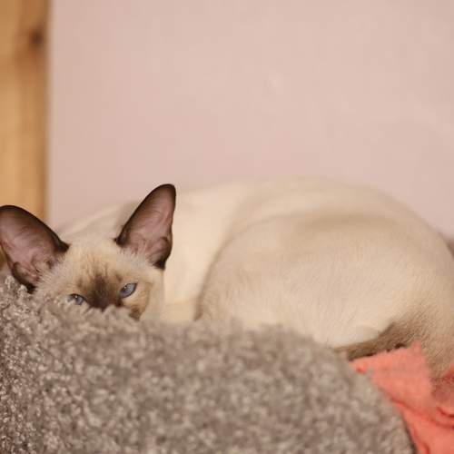 Photo #12295196
