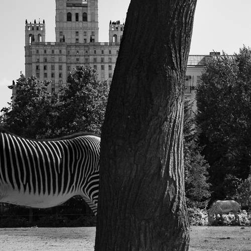 Photo #12296164