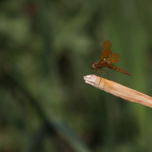 Photo #12296653