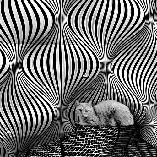 Schrödinger’s Cat