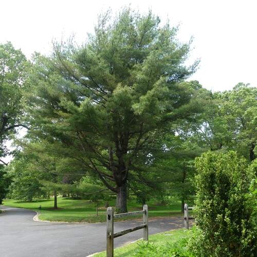 Photo #12299001