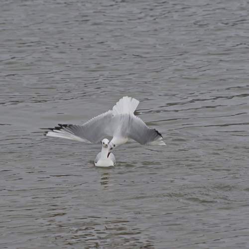 Photo #12299787